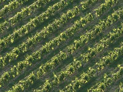 Vineyard Farm Vineyard model