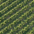 Aerial View Of Sunlit Vineyard Landscape With Neatly Arranged Rows Of Green Vines