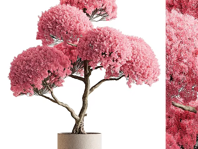 Elegant Bonsai Tree with Pink Blossoms and Artistic Twisted Trunk in Minimalist Ceramic Pot 3d model