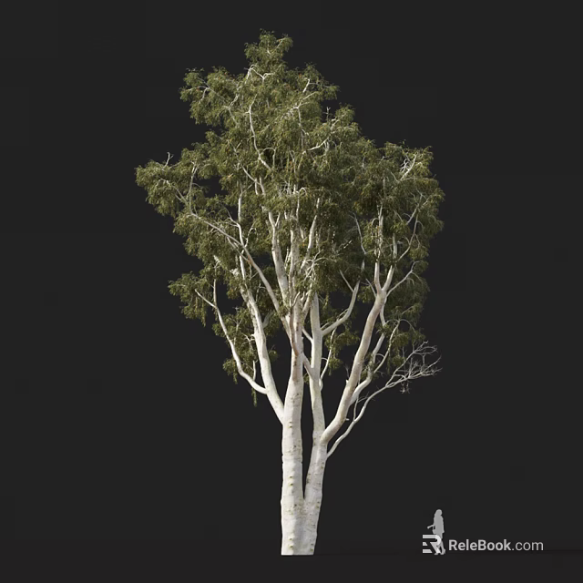 Tall Arbor With White Trunks And Green Foliage On Black Background 3d model 