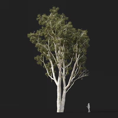 Tall Arbor With White Trunks And Green Foliage On Black Background 3d model