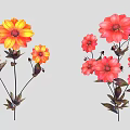 Colorful Yellow And Red Garden Flowers With Multiple Blooms On Slender Stems