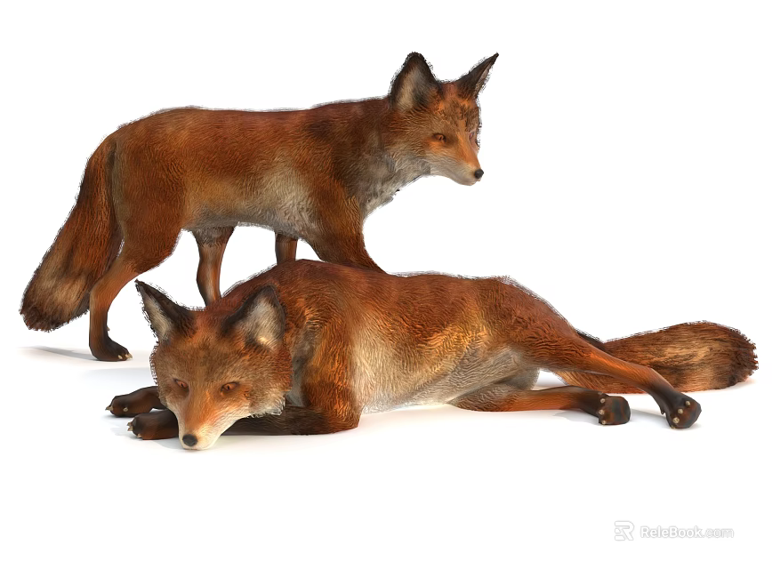 Two Red Foxes In Different Poses On White 3d model 