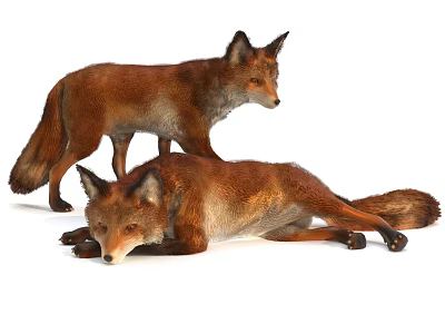 Two Red Foxes In Different Poses On White 3d model
