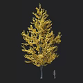 Tall Deciduous Arbor with Golden Foliage and Human Figure Against Dark Backdrop