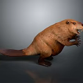 Beaver 3D Model With Brown Fur Long Tail And Sharp Claws