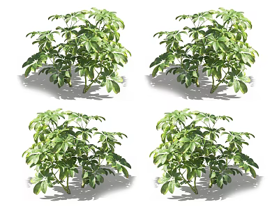 Lush Green Potted Plants With Vibrant Foliage And Healthy Leafy Growth 3d model