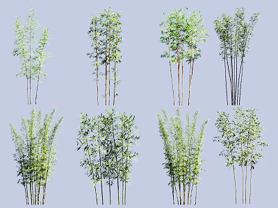 Various Types of Bamboo Plants With Tall Stems and Lush Green Leaves 3d model