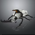 White and Black Beetle with Orange Back Section and Black Horns on Reflective Dark Background