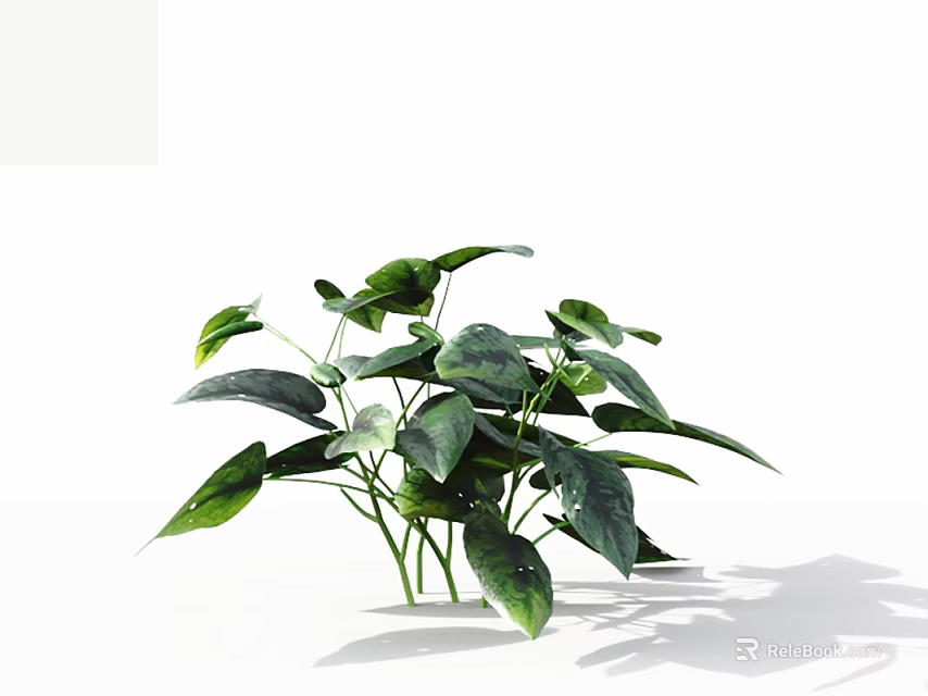 Decorative Indoor Green Plant With Broad Leaves And Visible Veins Against White Background 3d model 