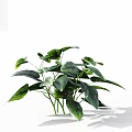 Decorative Indoor Green Plant With Broad Leaves And Visible Veins Against White Background