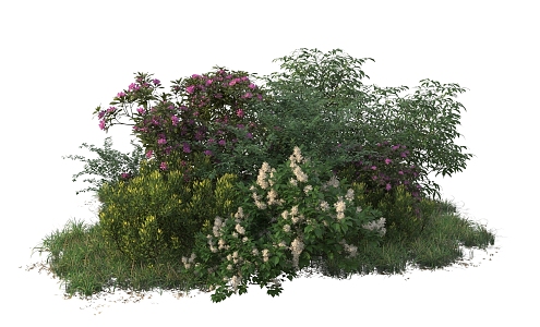 shrub plant combination 3d model