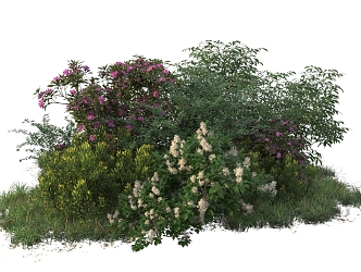 shrub plant combination 3d model