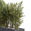 Bonsai Potted Plants With Green Foliage In Square Black Containers And Decorative Pebbles