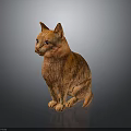Orange Striped Cat Sitting On Dark Background With Shiny Surface Looking Sideways