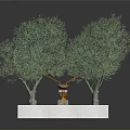 Two Green Trees Planted In White Rectangular Base With Brown Soil And Small Orange Decoration