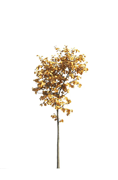 Elegant Tree With Slender Trunk Umbrella Shaped Crown And Golden Yellow Leaves 3d model