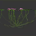 Vibrant Pink Water Lilies With Green Leaves And Long Stems