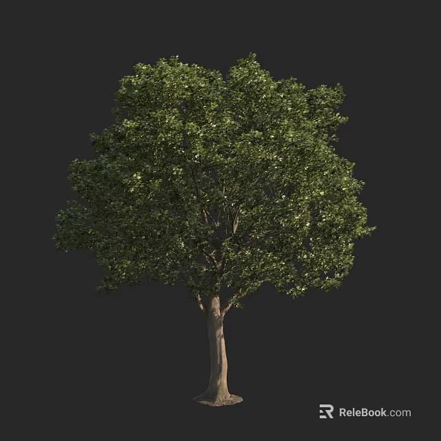 Lush Green Tree With Strong Trunk And Dense Foliage Against Dark Background 3d model 