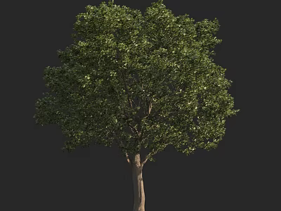 Lush Green Tree With Strong Trunk And Dense Foliage Against Dark Background 3d model