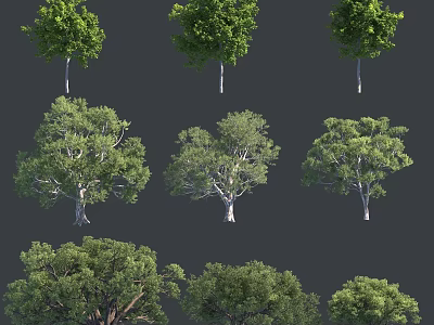 Various Arbor Trees With Lush Green Canopies And Sturdy Trunks For Outdoor Landscaping 3d model