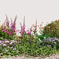 Vibrant Mixed Garden Flowers With Purple Pink Orange Blooms And Green Foliage