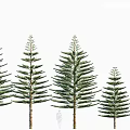Various Sizes of Arbor Trees in Row with Green Foliage and Straight Trunks