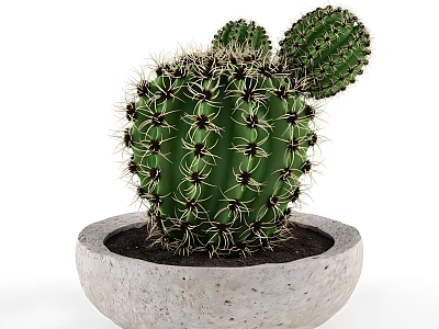 Green Cactus Plant With Spines In Concrete Pot For Home Decoration 3d model