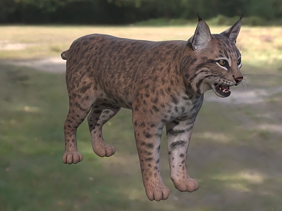 short-tailed cat babu cat red lynx north american lynx red cat wildlife model