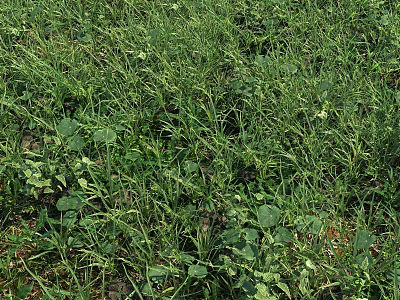 Lush Green Plants Growing On Grassland With Various Herbs And Broadleaf Plants 3d model