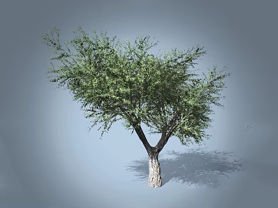 Lush Arbor Tree With Dense Green Foliage And Thick Trunk Casting Shadow 3d model