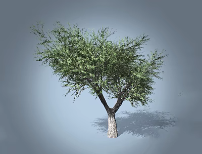 Lush Arbor Tree With Dense Green Foliage And Thick Trunk Casting Shadow 3d model
