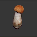 Fresh Wild Mushroom With Orange Red Cap And White Stem On Dark Background