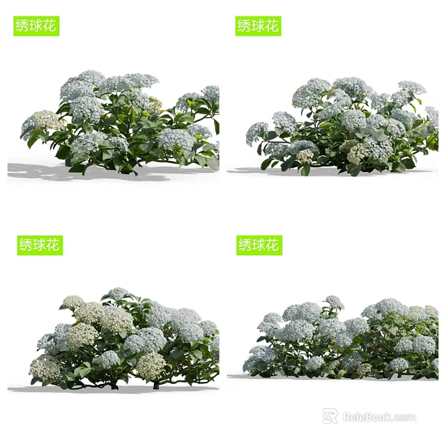 Beautiful White Hydrangea Flowers With Lush Green Leaves In Garden 3d model 