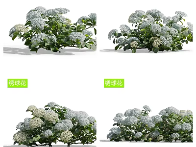 Beautiful White Hydrangea Flowers With Lush Green Leaves In Garden 3d model