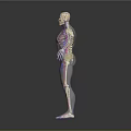 Detailed 3D Human Anatomy Model With Visible Internal Organs And Skeletal Structure