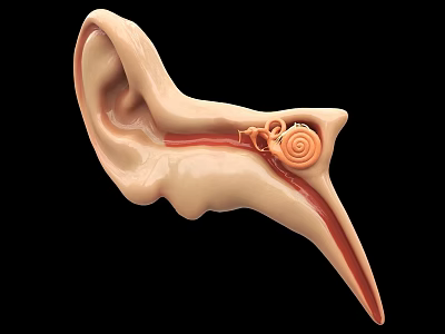 ear ear canal cochlea ear structure ear planing 3d model