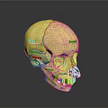 Medical Device Anatomical Skull Model With Labeled Bone Structures For Education 3d model