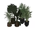 Assorted Green Potted Plants With Broad And Slender Leaves In Terracotta And Black Pots
