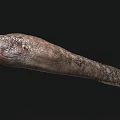 Detailed View Of Aquatic Eel With Long Slender Body And Brown Spotted Skin