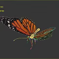 Monarch Butterfly With Orange And Black Wings White Spots And Reflection On Gray Background
