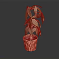 Potted Indoor Plant With Green Leaves In Woven Basket Container