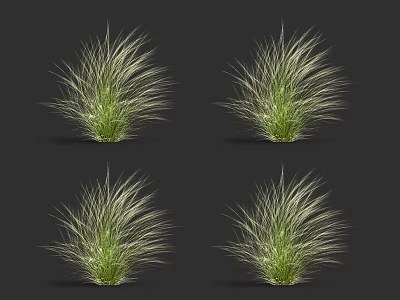 Ornamental Clumping Grasses With Slender Green And Light Colored Leaves On Dark Background 3d model