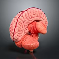 Detailed 3D Human Brain Anatomy Model With Cerebral Cortex And Neural Structures