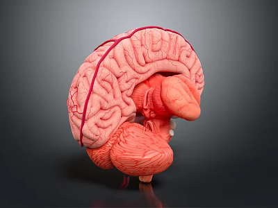 Detailed 3D Human Brain Anatomy Model With Cerebral Cortex And Neural Structures 3d model