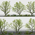 Arbor Landscape Plants Courtyard Tree Model Tree Street Tree 3d model