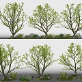 Arbor Landscape Plants Courtyard Tree Model Tree Street Tree 3d model