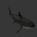 Realistic Great White Shark 3D Model With Open Mouth And Sharp Teeth 3d model