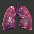 Medical Device For Lung Anatomy Teaching With 3D Anatomical Model 3d model