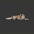 Light Brown Dog Lying Relaxed on Shiny Silver Disc Against Dark Background